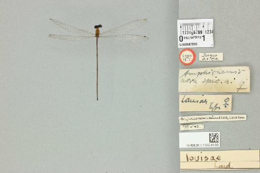 Amphicnemis louisae Laidlaw, 1913 - 013324130_dorsal