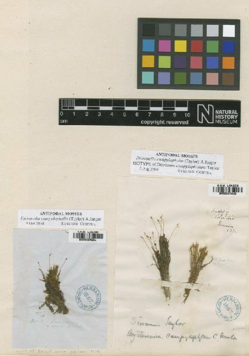 Anisothecium campylophyllum (Taylor) Mitt. - BM000879353_a