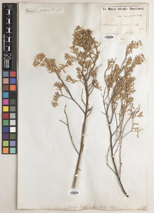 Croton leptophyllus Müll.Arg. - BM010763649