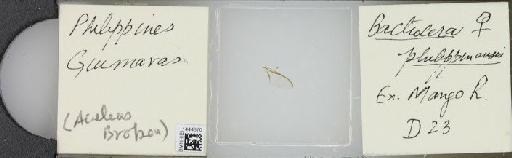 Bactrocera (Bactrocera) philippinensis Drew & Hancock, 1994 - BMNHE_1444370_57391