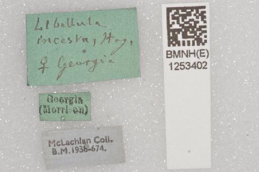 Libellula incesta Hagen, 1861 - BMNHE 1253402 Libellula incesta specimen labels