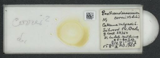 Parthenolecanium corni (Bouche, 1844) - 010137367_117397_1101018