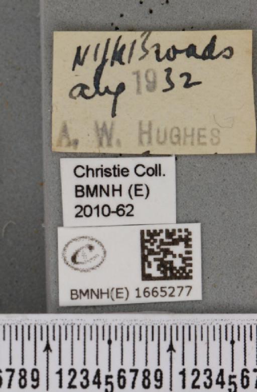 Pelosia muscerda (Hufnagel, 1766) - BMNHE_1665277_label_285231