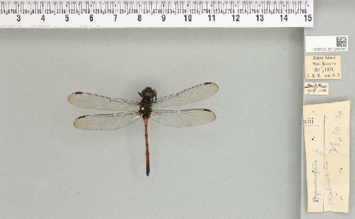 Agrionoptera insignis chalcochiton Ris, 1915 - 011249797_803868_1252873_2