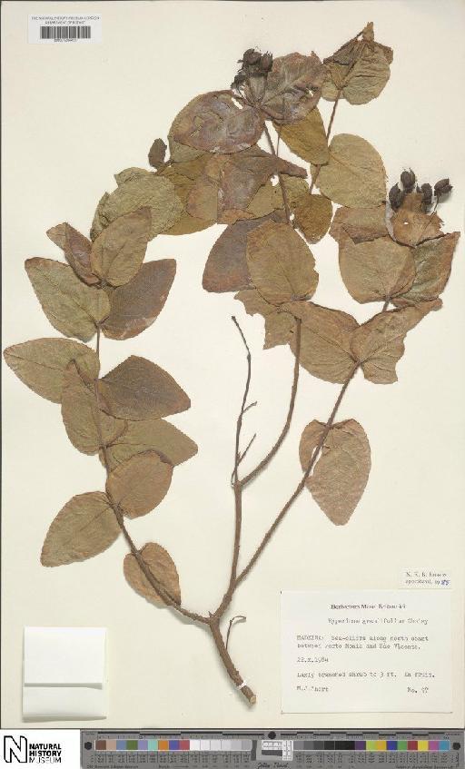 Hypericum grandifolium Choisy - BM001204411