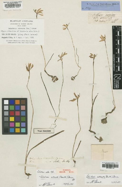 Caladenia catenata (Sm.) Druce - BM000095284