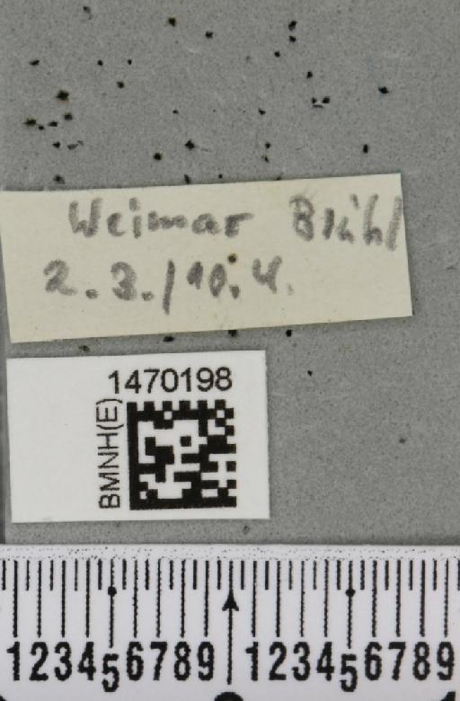 Melanagromyza artemisiae Spencer, 1957 - BMNHE_1470198_label_44749