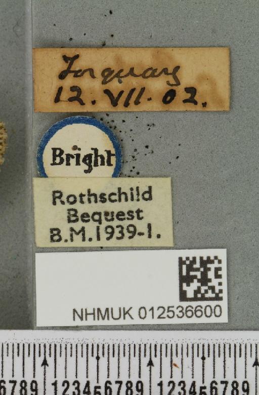 Polymixis lichenea ab. intermedia Siviter Smith, 1942 - NHMUK_012536600_label_645736