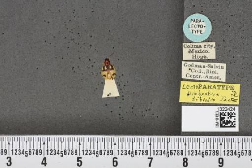 Diabrotica tibialis Jacoby, 1887 - BMNHE_1322424_18685