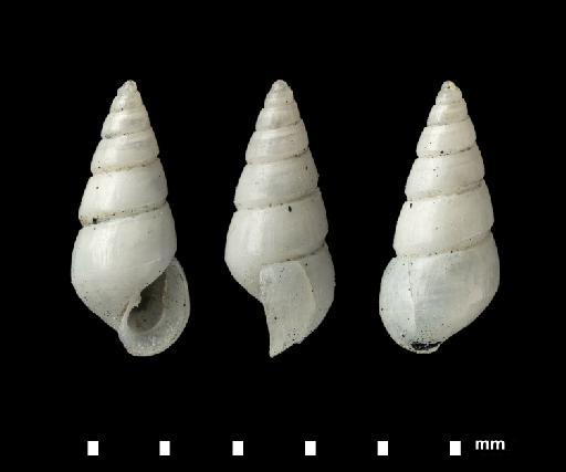 Odostomia tenera A. Adams, 1860 - 1878.1.28.563a