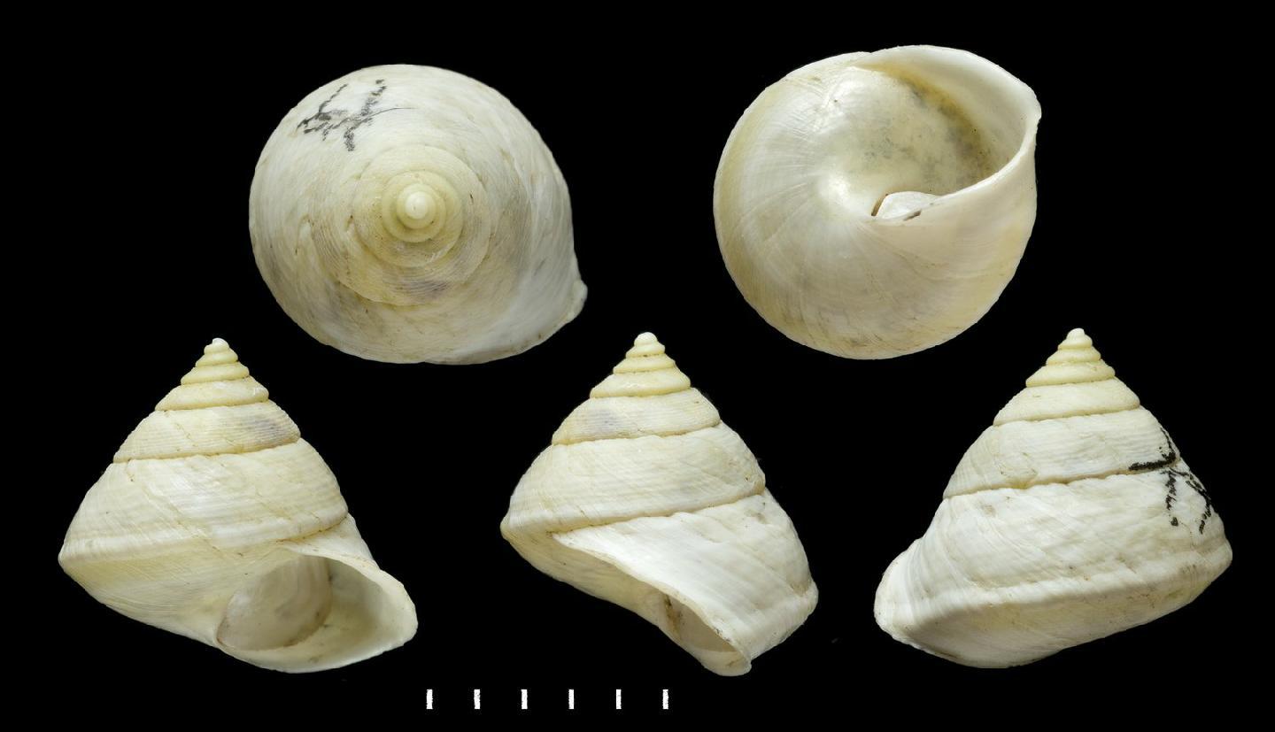 To NHMUK collection (Helicina straminea Morelet, 1851; SYNTYPE(S); NHMUK:ecatalogue:7786857)