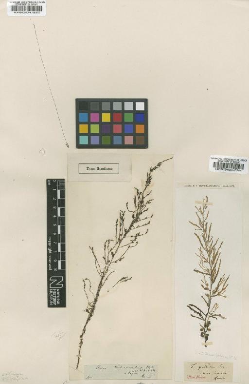Sargassum microceratium (Mert. ex Turner) C.Agardh - BM000519483