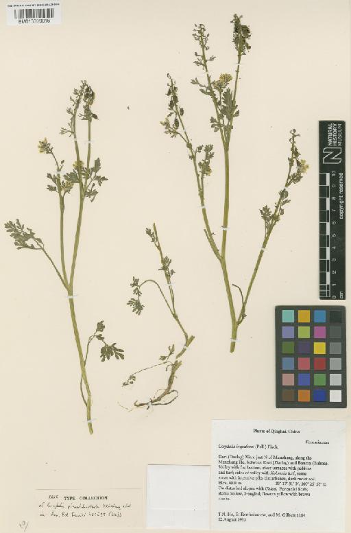 Corydalis pinnatibracteata Y.W.Wang, Lidén, Q.R.Liu & M.L.Zhang - BM013399016