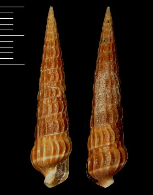 Terebra larvaeformis Hinds, 1844 - 1968239/2-3a