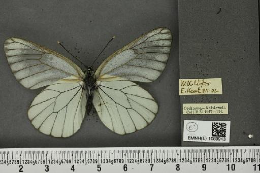 Aporia crataegi (Linnaeus, 1758) - BMNHE_1089943_69725