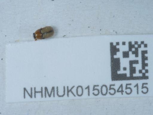 Cryptocephalus (Burlinius) fulvus (Goeze, 1777) - 015054515_2