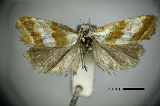 Pharmacis chalcantha Meyrick, 1912 - BMNH(E) 1378146 Pharmacis chalcantha LT male dorsal