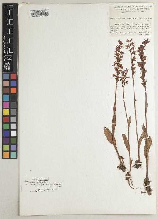 Orchis chusua D.Don - BM000015735