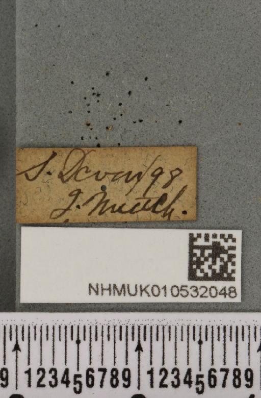 Hoplodrina ambigua (Denis & Schiffermüller, 1775) - NHMUK_010532048_label_585982