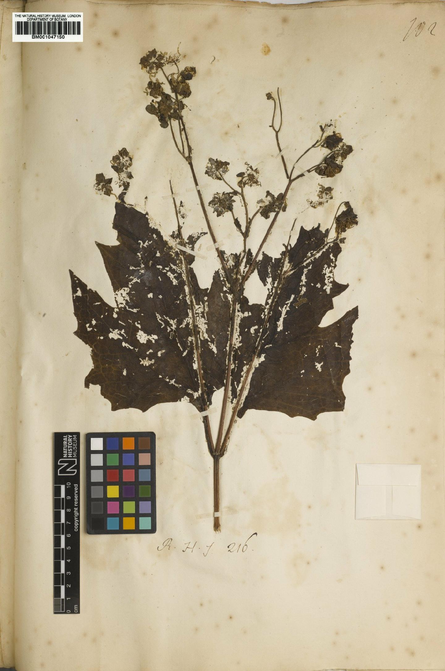 To NHMUK collection (Smallanthus uvedalia (L.) Mack.; NHMUK:ecatalogue:2738468)
