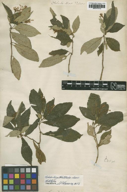 Ophiorrhiza tahitensis Seem. - BM001015792