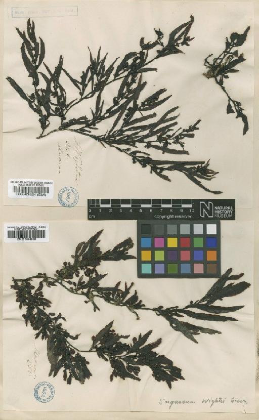 Sargassum wightii Grev. - BM001044669