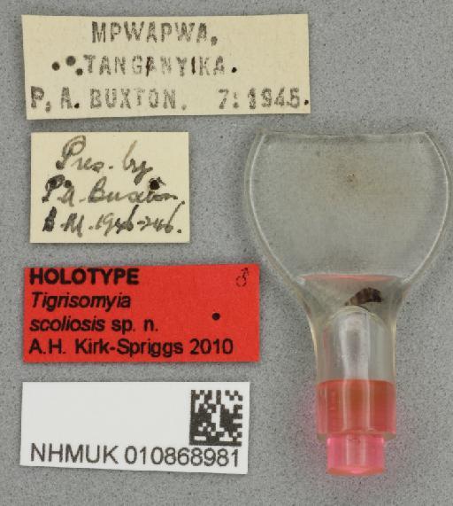 Tigrisomyia scoliosis Kirk-Spriggs, 2010 - 010868981 Tigrisomyia scoliosis holotype male labels