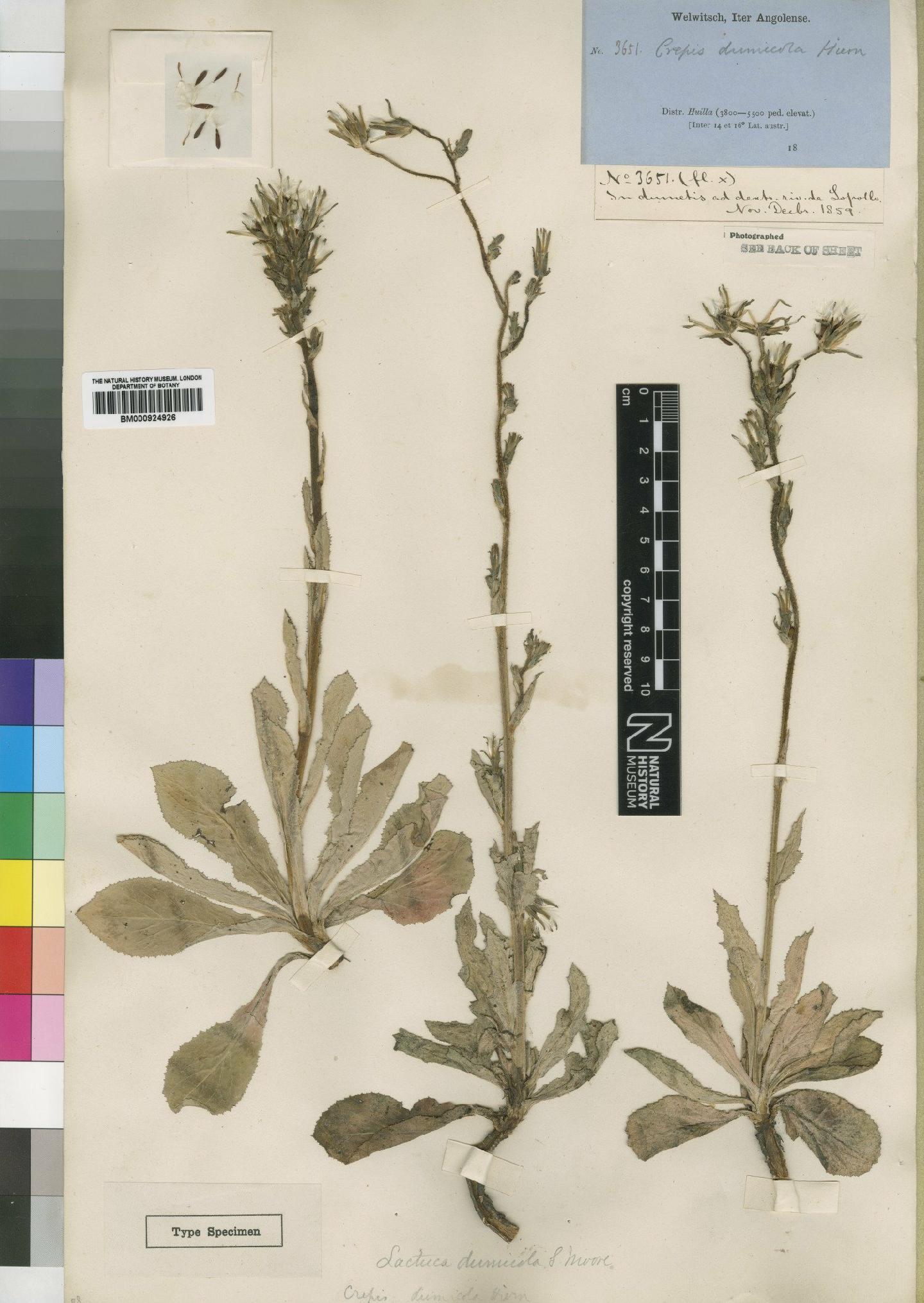 To NHMUK collection (Lactuca dumicola (Hiern) Moore; Type; NHMUK:ecatalogue:4553814)