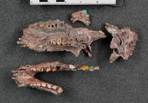 Mandagomphodon hirschsoni (Crompton, 1972) - NHMUK PV R 8577 - holotype skull ventral