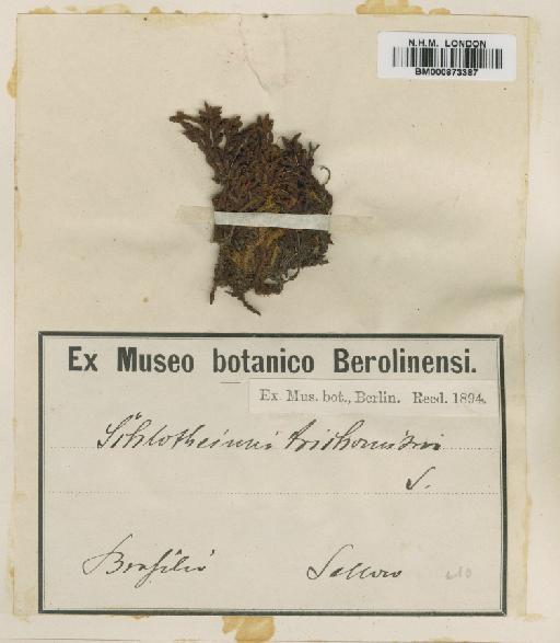Schlotheimia trichomitria Schwägr. - BM000873387