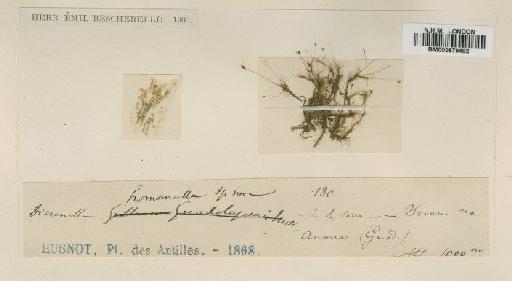 Microdus guadelupensis (Mitt.) Broth. - BM000879492