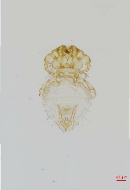 Geomydoecus jonesi Price & Emerson, 1971 - 010697147__2017_08_16-Scene-1-ScanRegion0