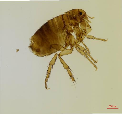 Pulex irritans Linnaeus, 1758 - 010179186_specimen