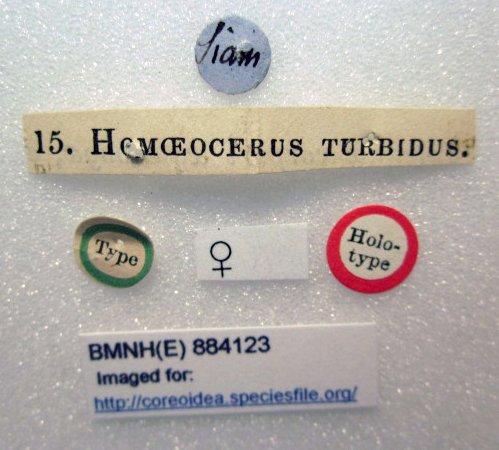Homoeocerus turbidus Walker, 1871 - Homoeocerus turbidus-BMNH(E)884123-Holotype female labels