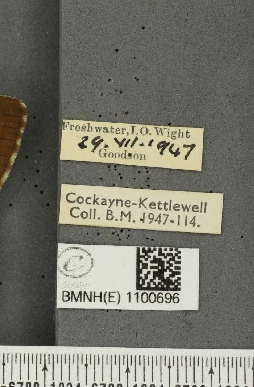 Hipparchia semele semele Linnaeus, 1758 - BMNHE_1100696_label_11660