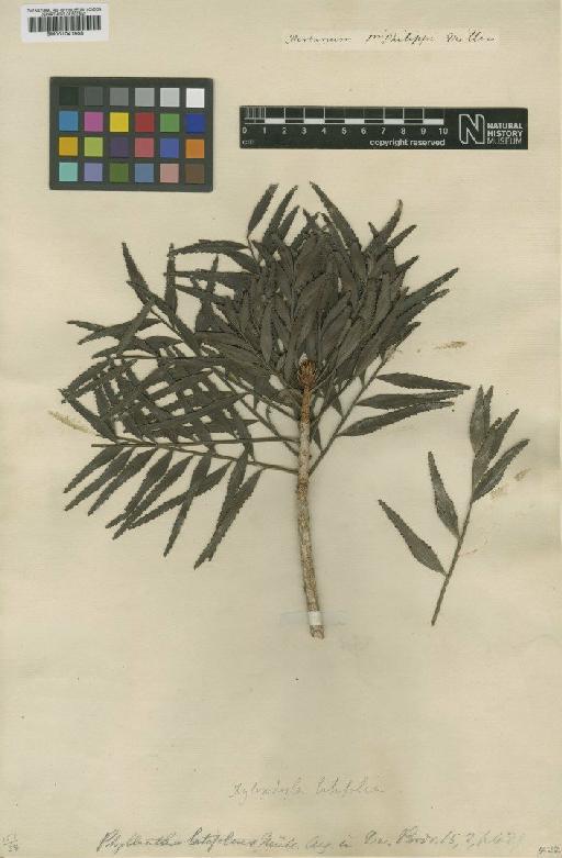 Phyllanthus L. - BM001041908