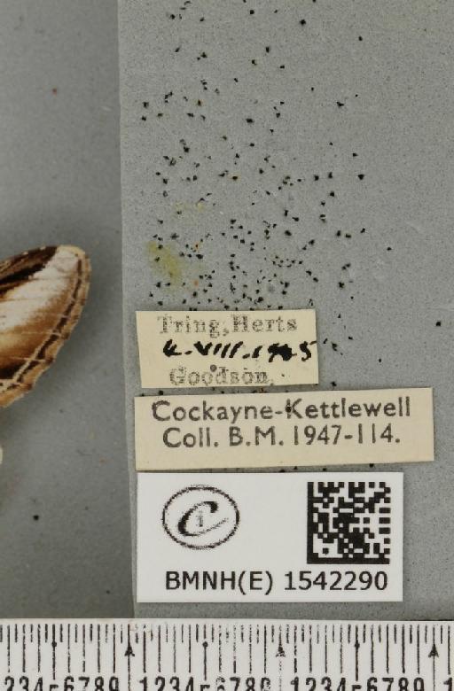 Pheosia gnoma (Fabricius, 1777) - BMNHE_1542290_label_246012