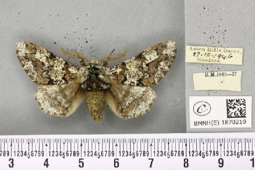 Biston strataria (Hufnagel, 1767) - BMNHE_1870210_460604