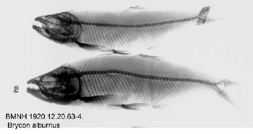 Brycon alburnus (Günther, 1860) - BMNH 1920.12.20.63-4, Brycon alburnus, Radiograph