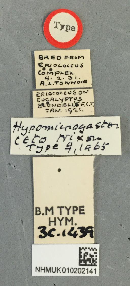Hypomicrogaster ceto Nixon, G., 1965 - Hypomicrogaster_ceto_010202141_labels