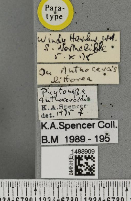 Phytomyza anthocercidis Spencer, 1977 - BMNHE_1488909_label_53268