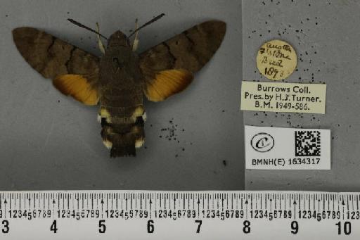 Macroglossum stellatarum (Linnaeus, 1758) - BMNHE_1634317_205898