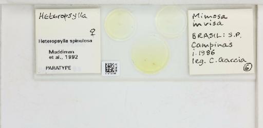 Heteropsylla spinulosa Muddiman & Hodkinson, 1992 - 010724196_117195_1146229_157792_Type