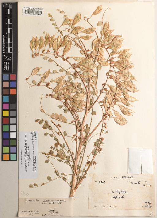 Astragalus L. - BM000039432