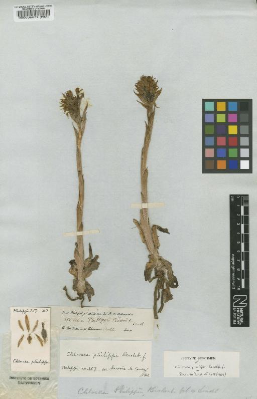 Chloraea philippi Rchb.f. - BM000095679