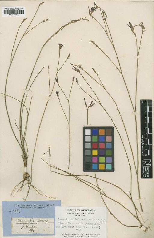 Thysanotus juncifolium (Salisb.) Willis & Court - BM000990633