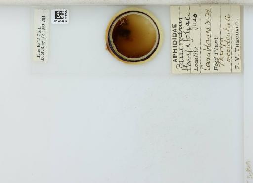 Cinara (Cupressobium) tujafilinus Del Guercio, 1909 - 015259912_113020_1093875_157867_NoStatus