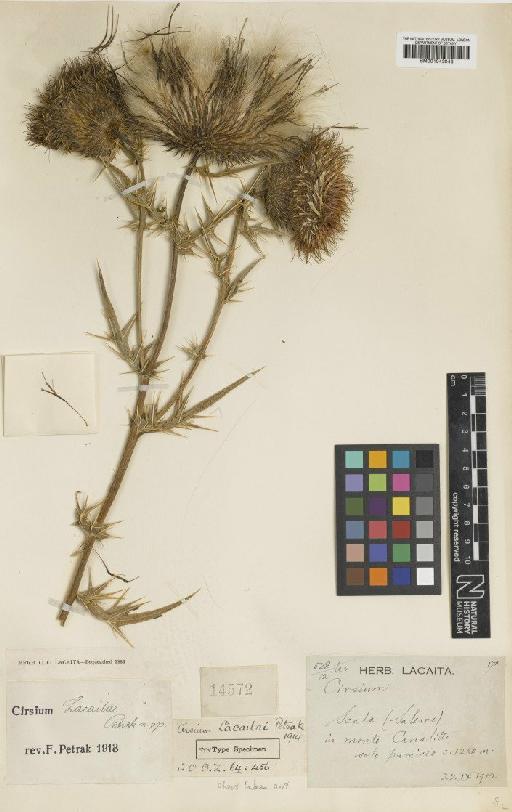 Cirsium lacaitae Petr. - BM001043043