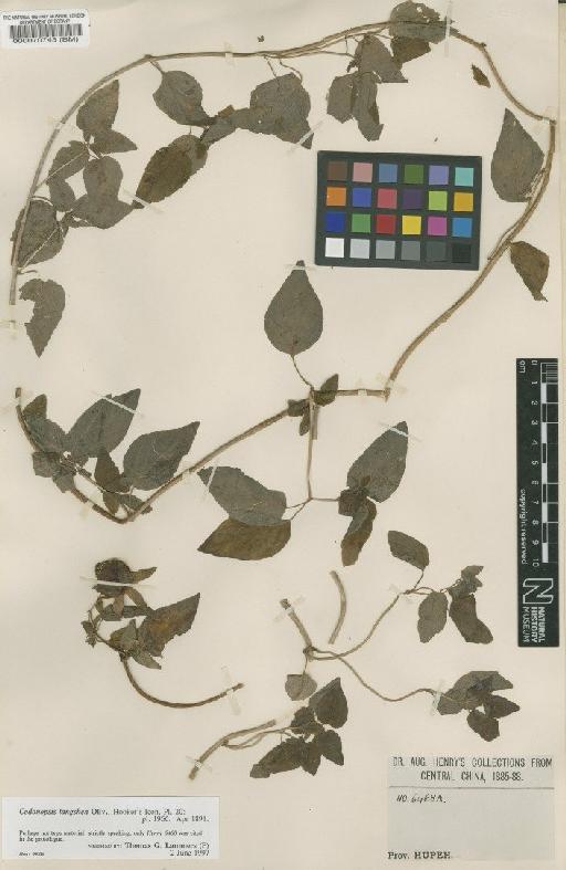 Codonopsis tangshen Oliv. - BM000070743
