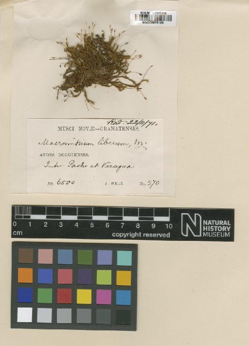 Macromitrium punctatum (Hook. & Grev.) Brid. - BM000873183_a